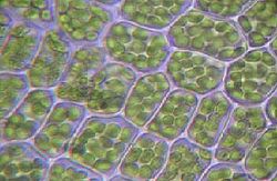 Plant cells with visible chloroplasts.